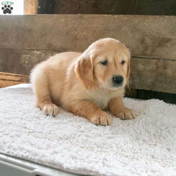 Shelly, Golden Retriever Puppy